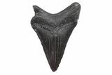 Serrated, Juvenile Megalodon Tooth - South Carolina #170547-2